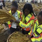 Zimbabwe predicts a sharp decline in tobacco crop as El Niño takes toll