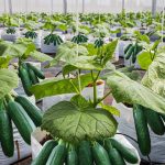 Steps on How Farmers Can Grow Cucumbers in a Greenhouse