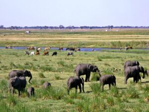 Study: To restore grasslands, it’s time to get wild