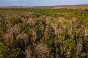 Can tree farms save a forest? Brazil is about to find out