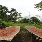 Ivory Coast to increase official farmgate cocoa price
