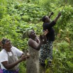 Ivory Coast: Women cooperative for vegetables transforming rural village