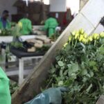 UK lifts tariffs on east African flower exports to boost trade